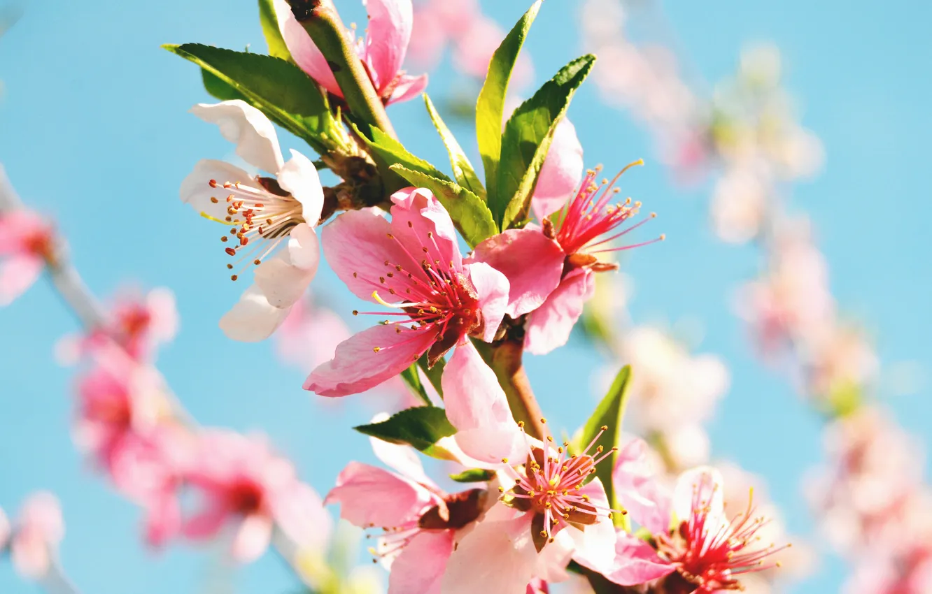 Photo wallpaper macro, flowers, spring, branch, flowering, peach tree