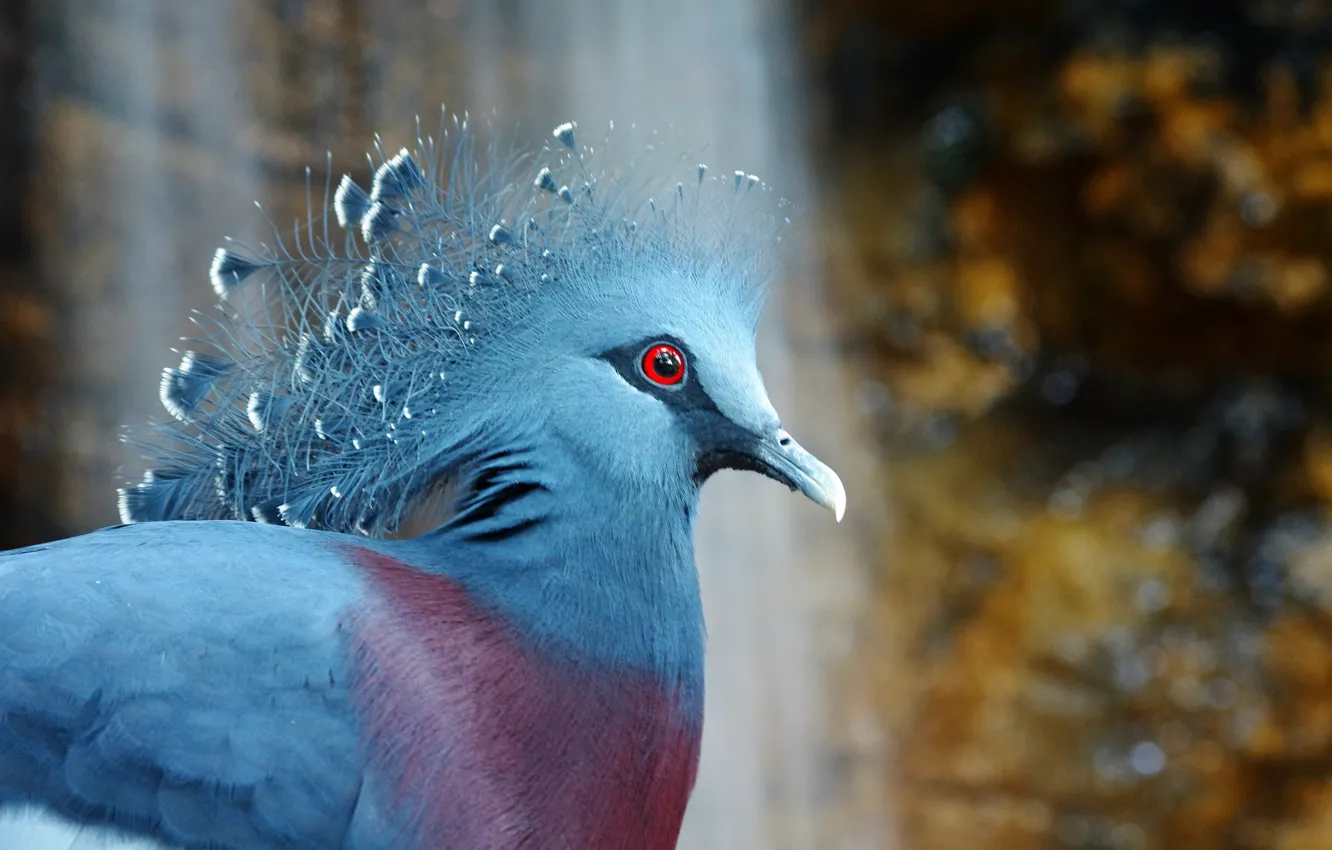 Photo wallpaper bird, bird, crowned pigeon, Victoria Crowned Pigeon