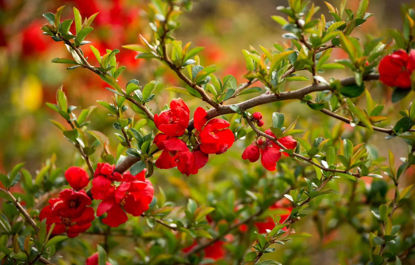 Photo wallpaper flowers, branches, flowering, quince