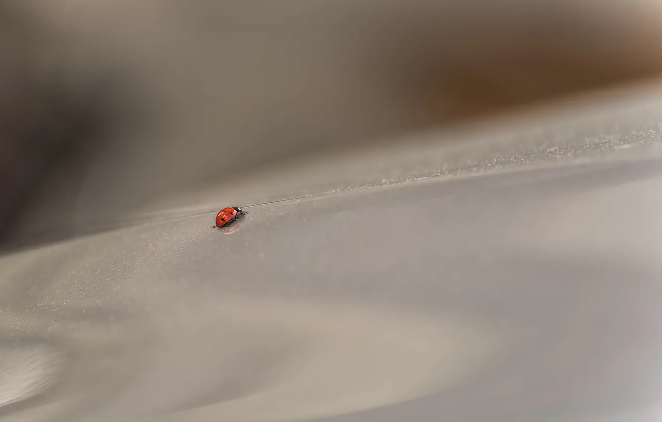 Photo wallpaper nature, background, ladybug