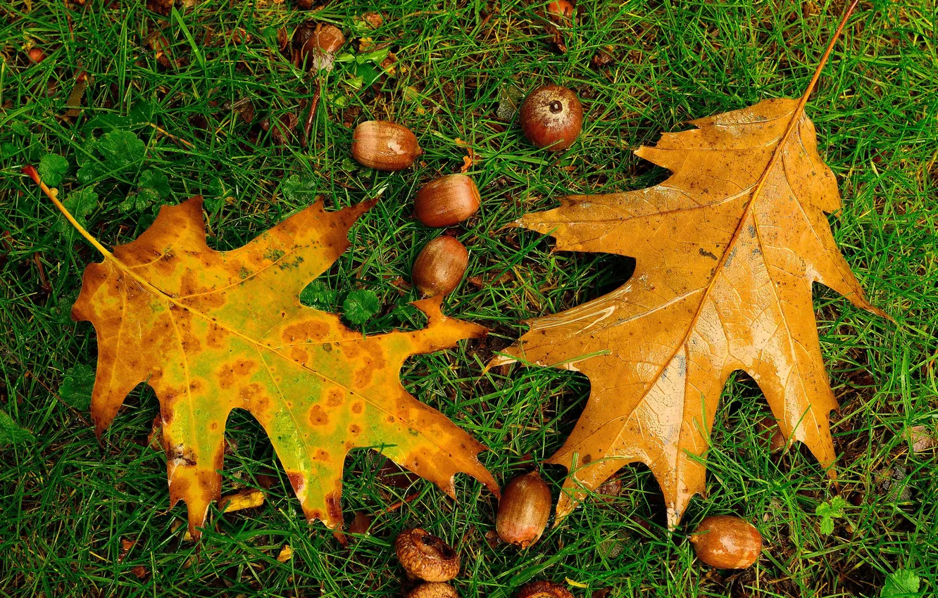 Photo wallpaper autumn, grass, leaves, acorns, oak