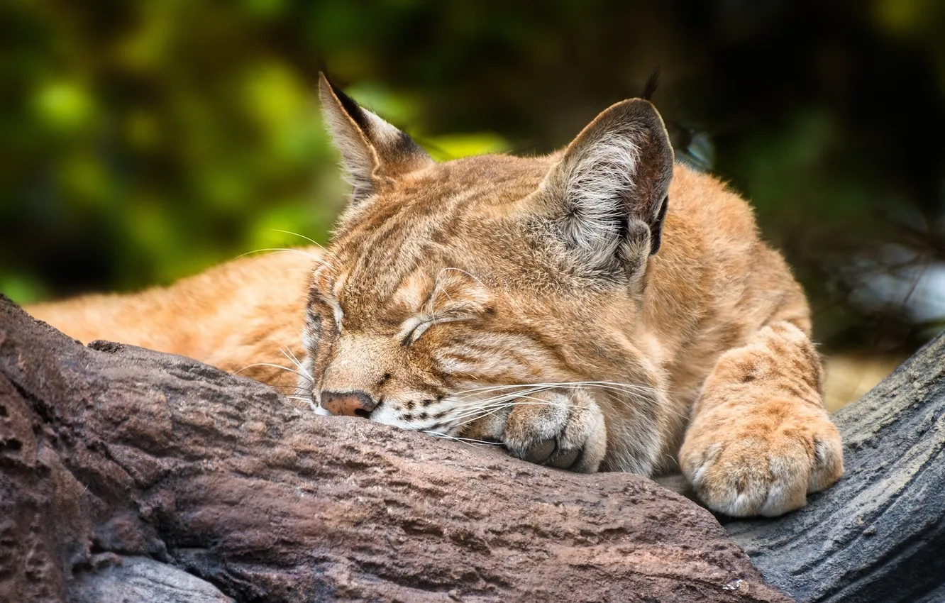 Photo wallpaper stay, sleep, sleeping lynx