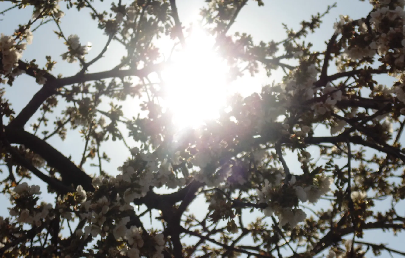 Photo wallpaper trees, flowers, blooms, white