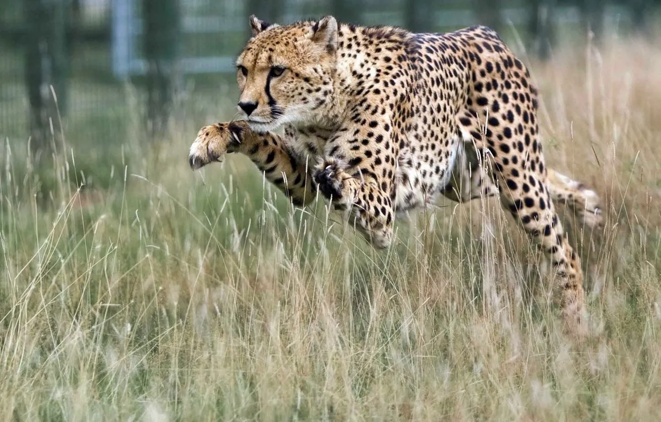 Photo wallpaper jump, predator, Cheetah