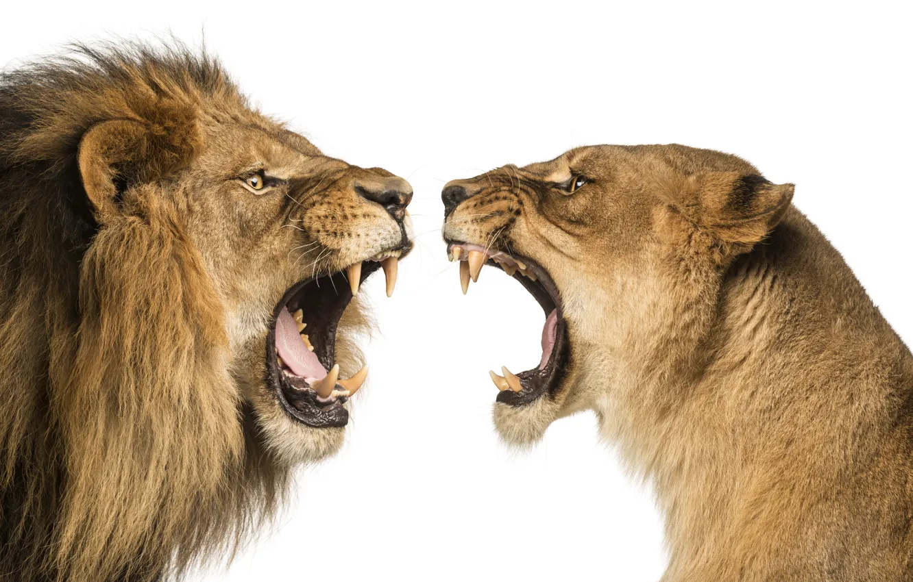 Photo wallpaper predator, Leo, fangs, grin, white background, two, lioness, side