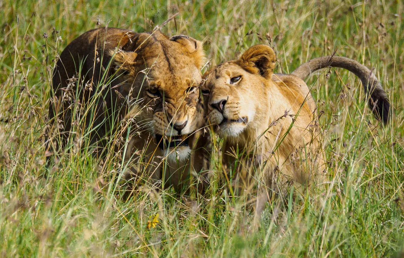 Photo wallpaper grass, face, Leo, pair, grin, walk, cub, lioness