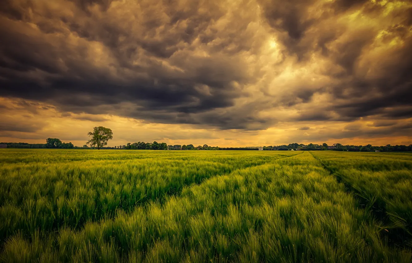 Photo wallpaper field, the sky, nature