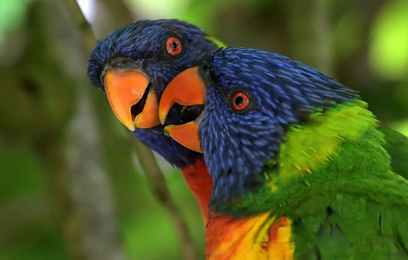 Photo wallpaper bird, color, feathers, parrot, funny, Multicolor lorikeet