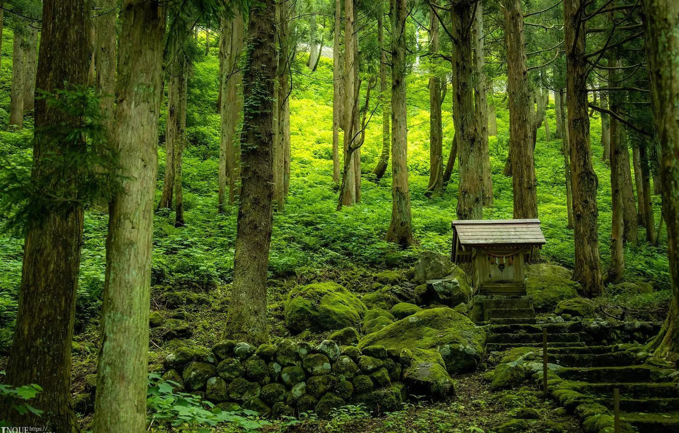 Photo wallpaper forest, trees, nature, Japan, ladder