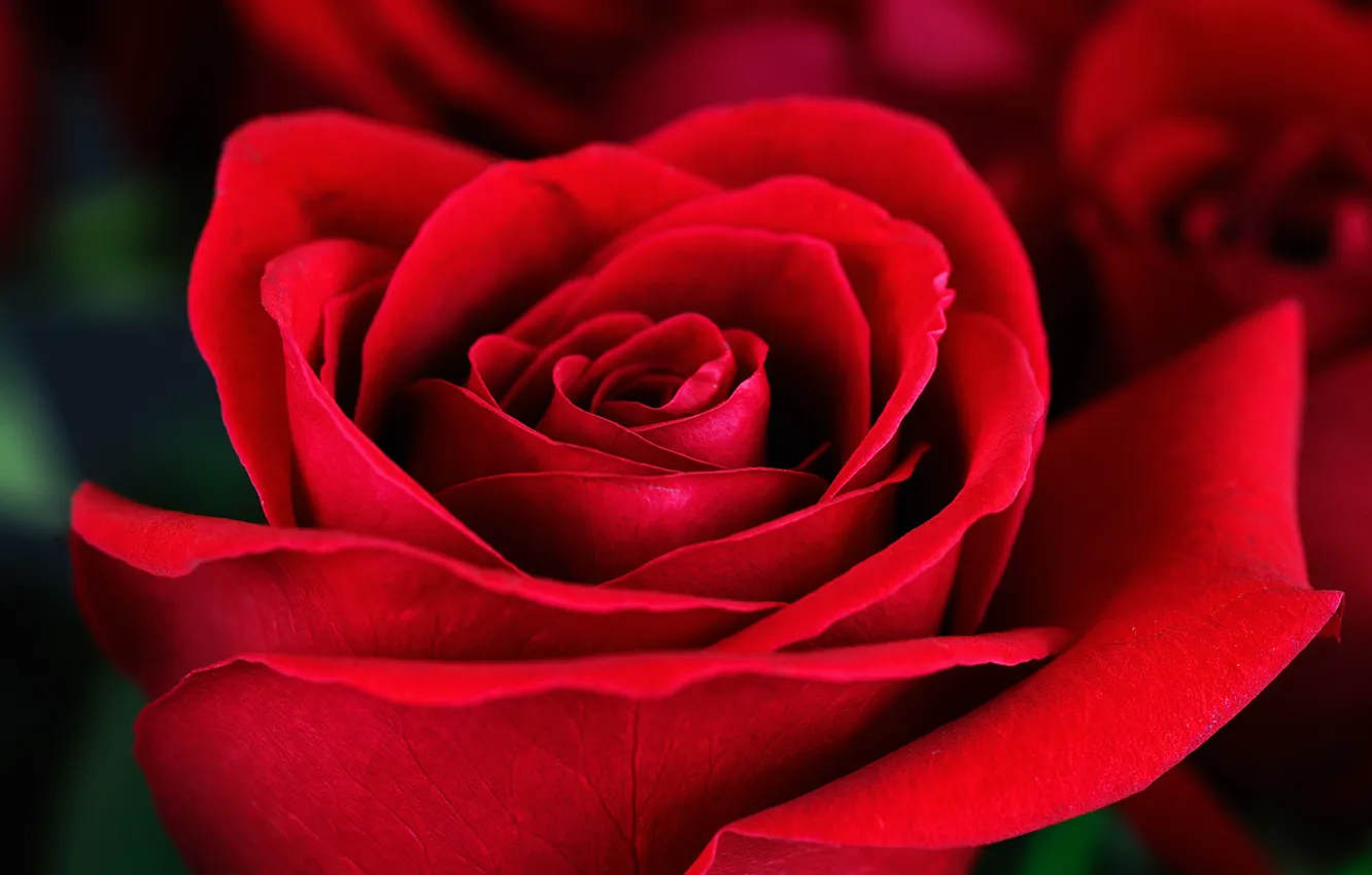 Photo wallpaper macro, red, roses