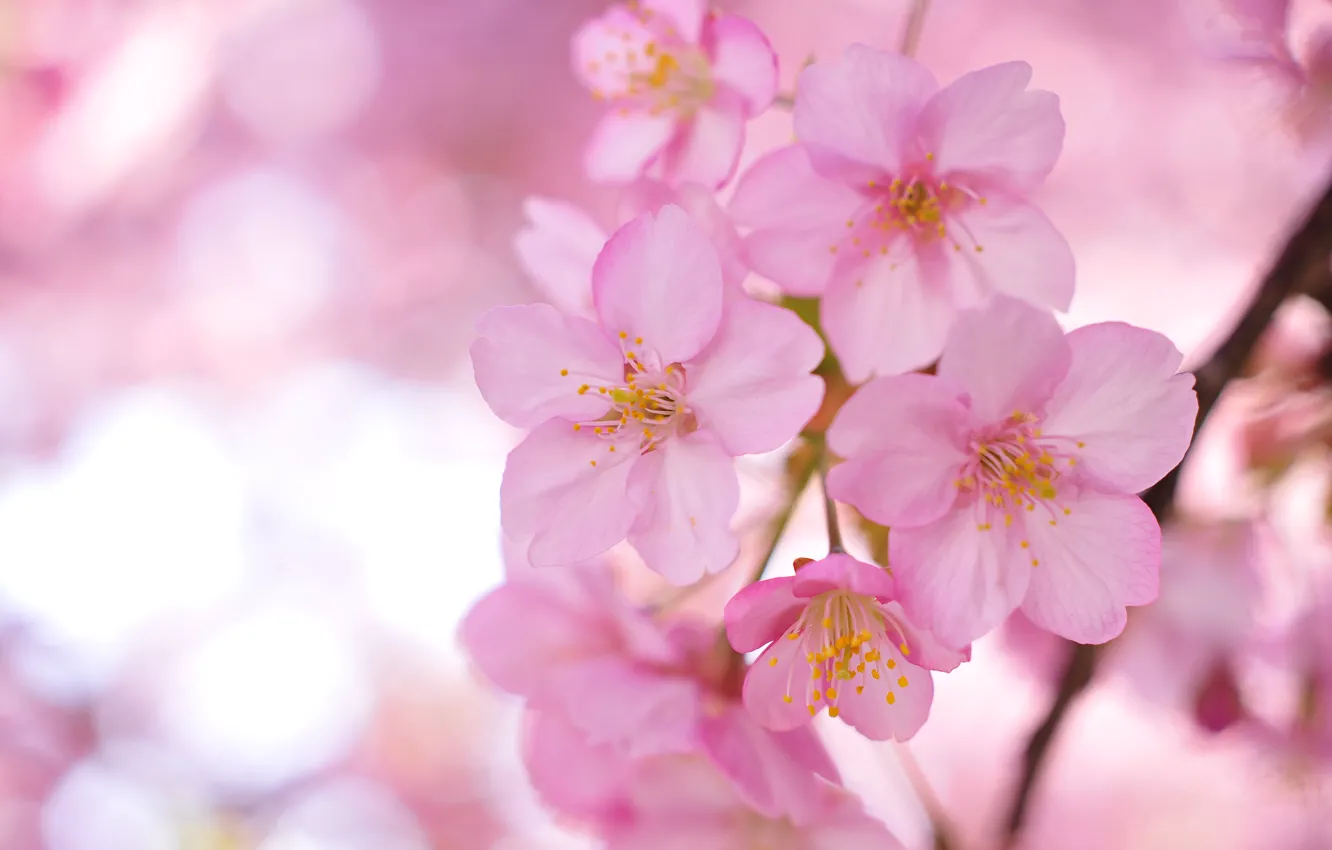 Photo wallpaper flowers, branches, tree, petals, Sakura, blur, pink