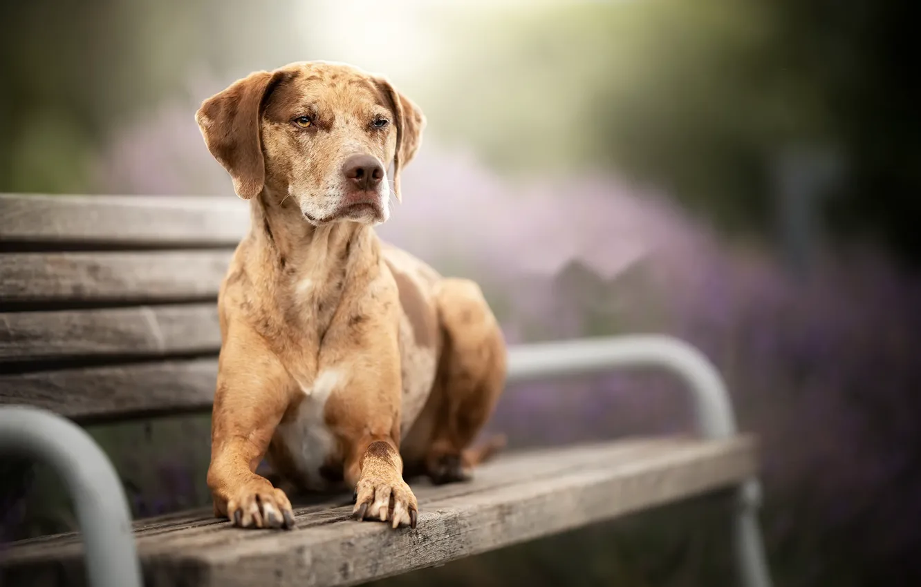 Photo wallpaper nature, dog, bench
