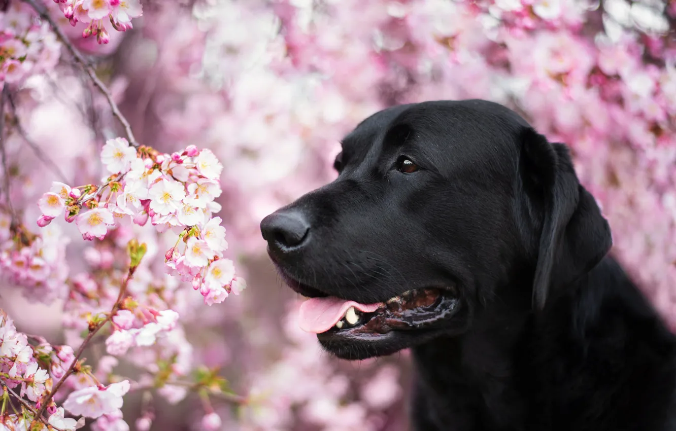 Photo wallpaper dog, spring, Labrador