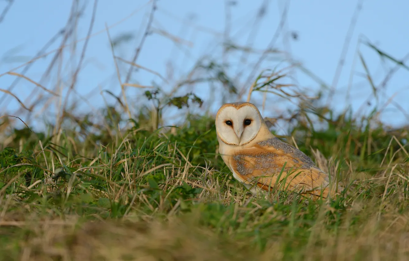 Photo wallpaper grass, owl, bird, the barn owl