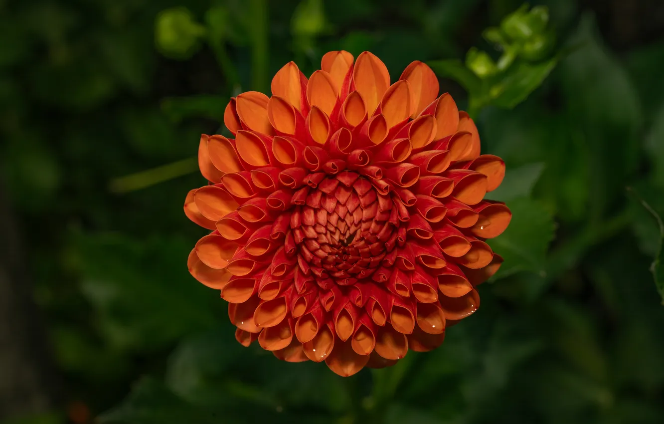 Photo wallpaper summer, leaves, macro, flowers, orange, garden, green background, dahlias