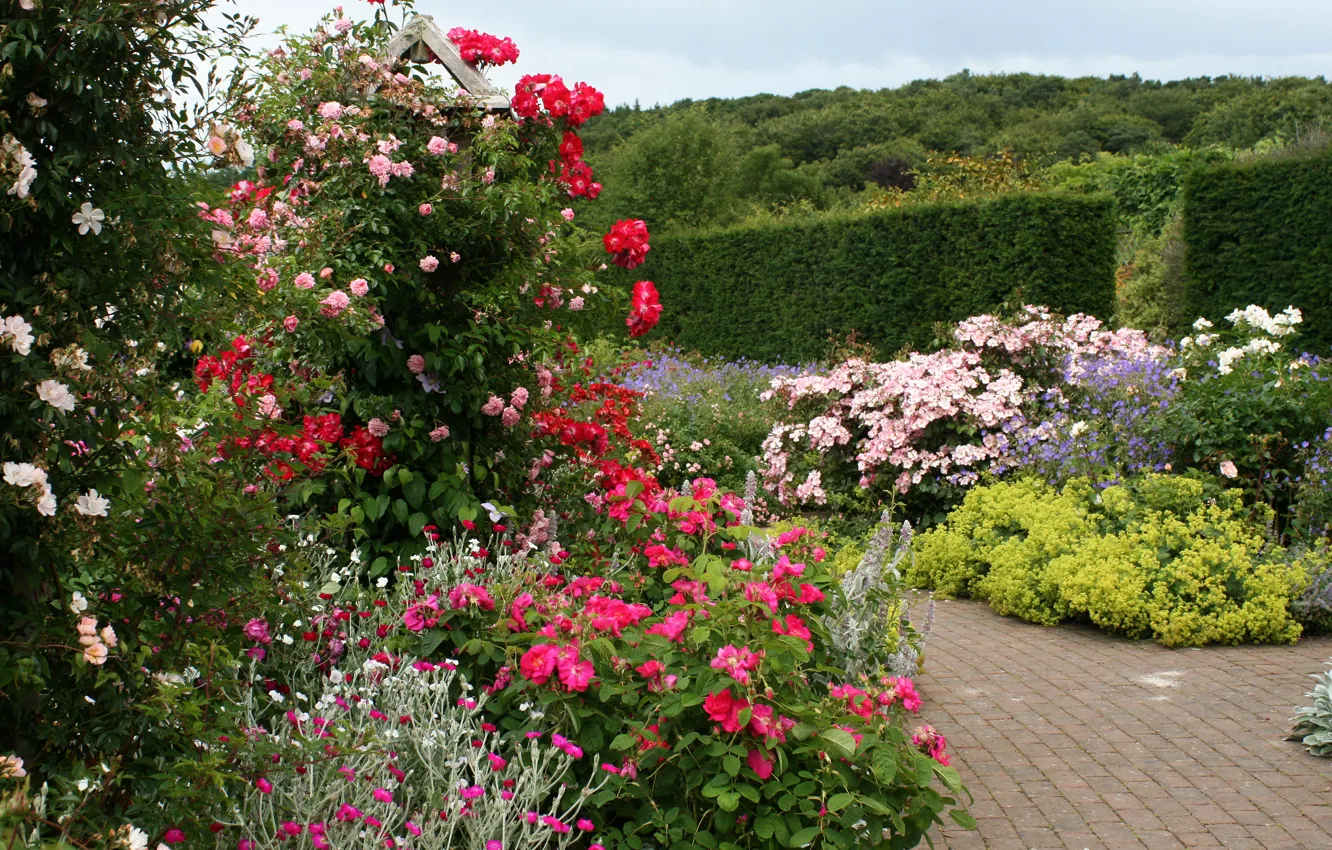 Photo wallpaper flowers, England, garden, track, the bushes, Rosemoor Rose Garden