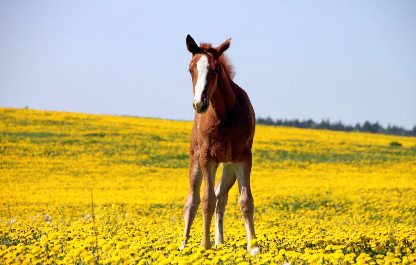 Photo wallpaper field, nature, horse