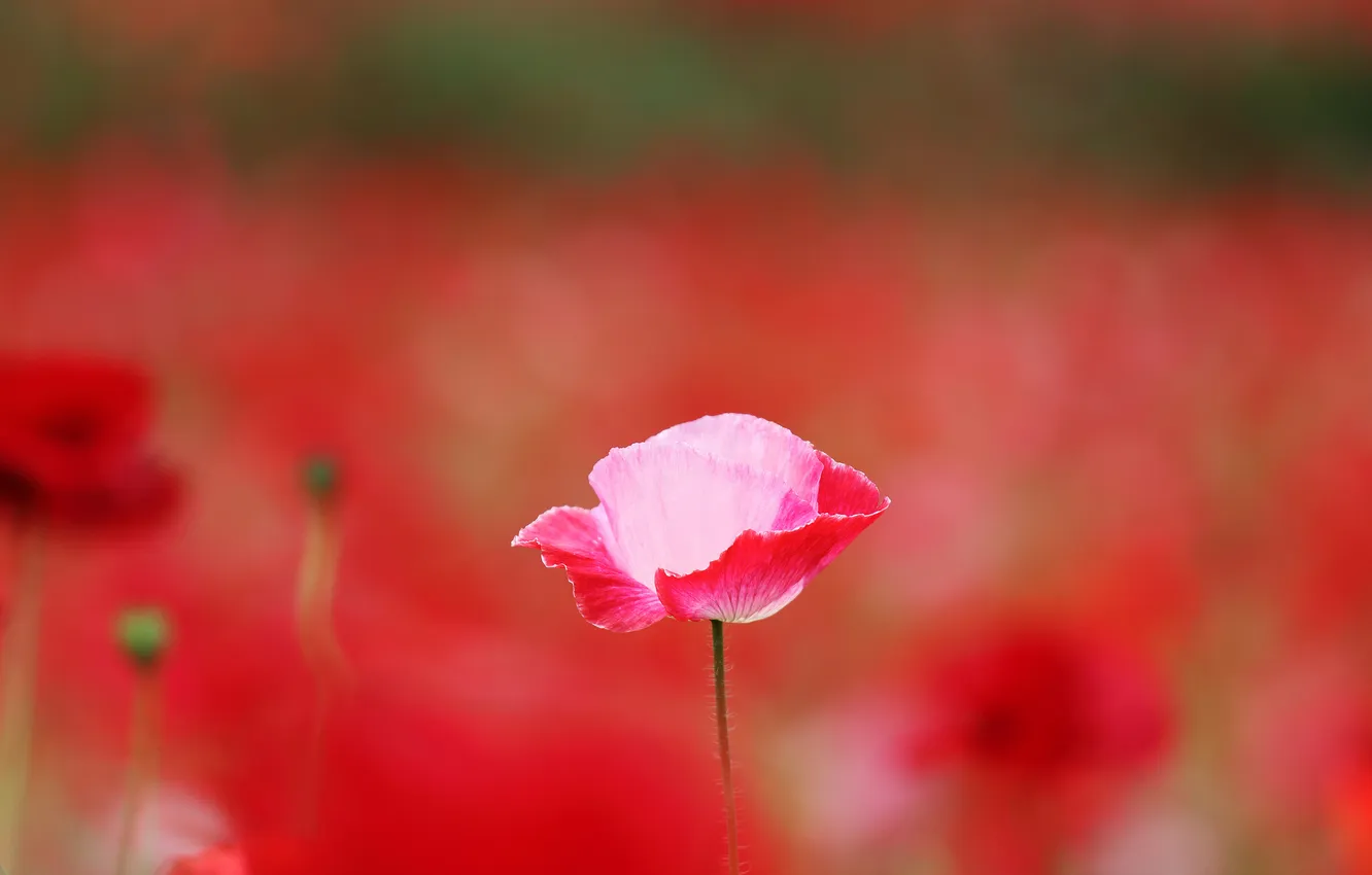 Photo wallpaper field, red, Mac, Maki, pink