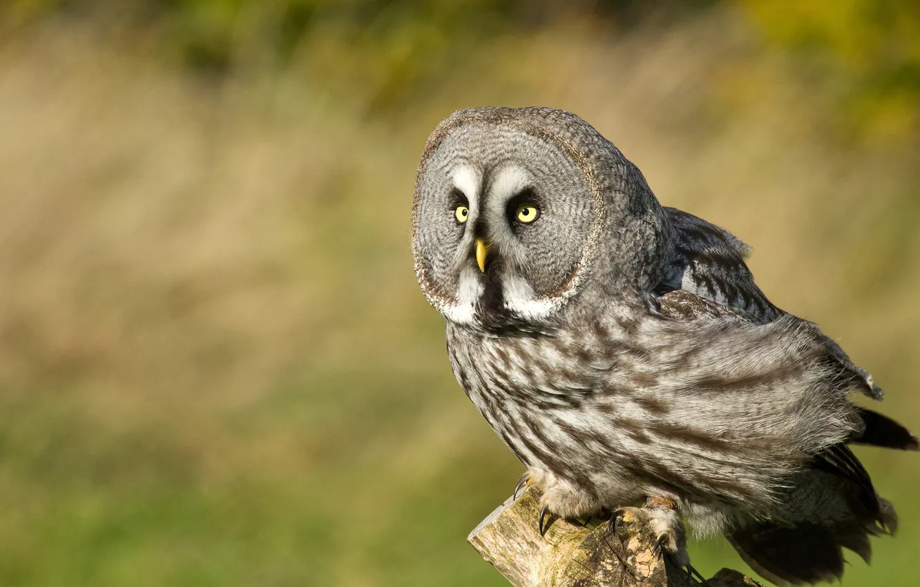 Photo wallpaper owl, bird, focus, blur, tail