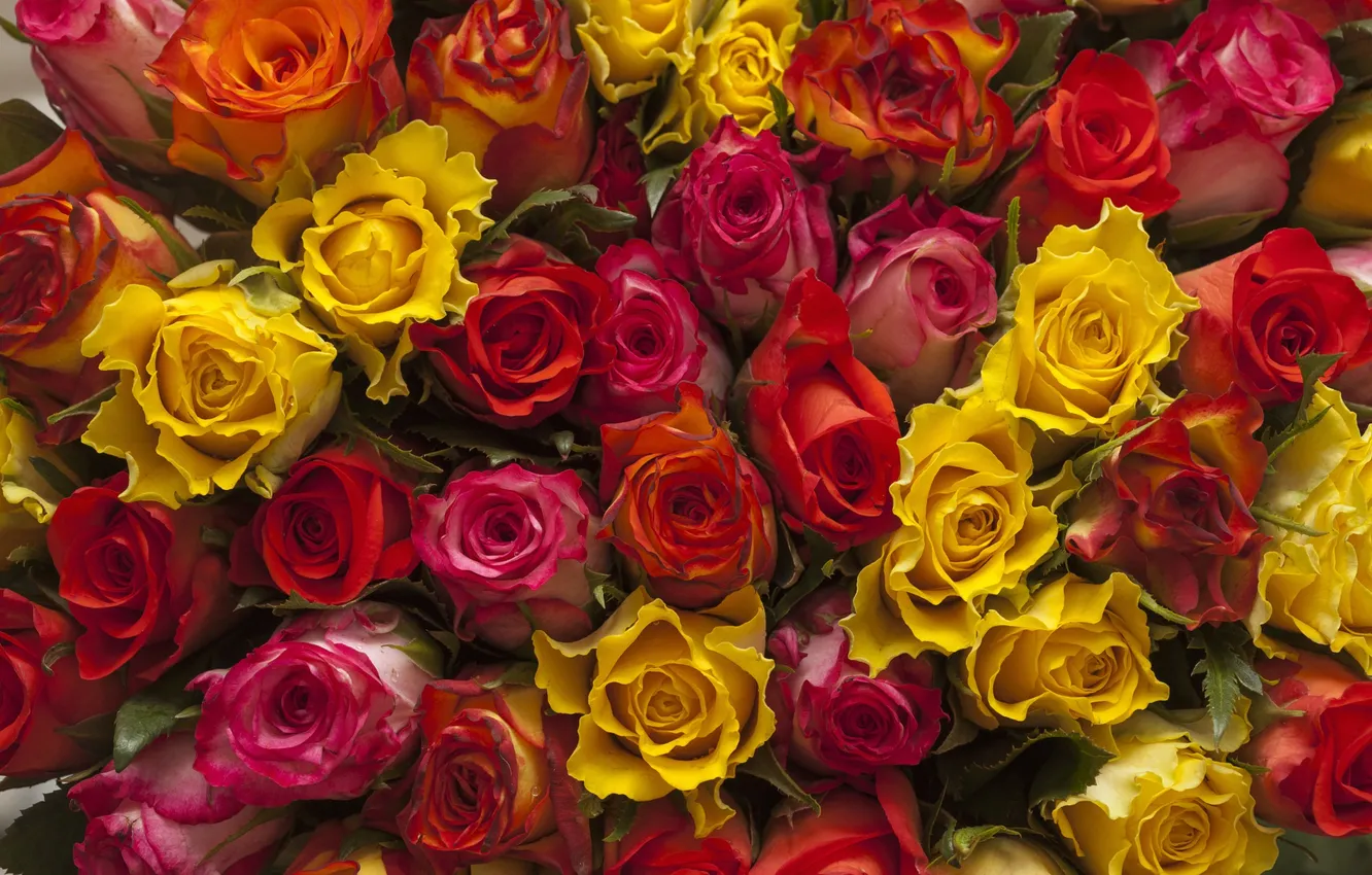 Photo wallpaper bouquet, Roses, a lot