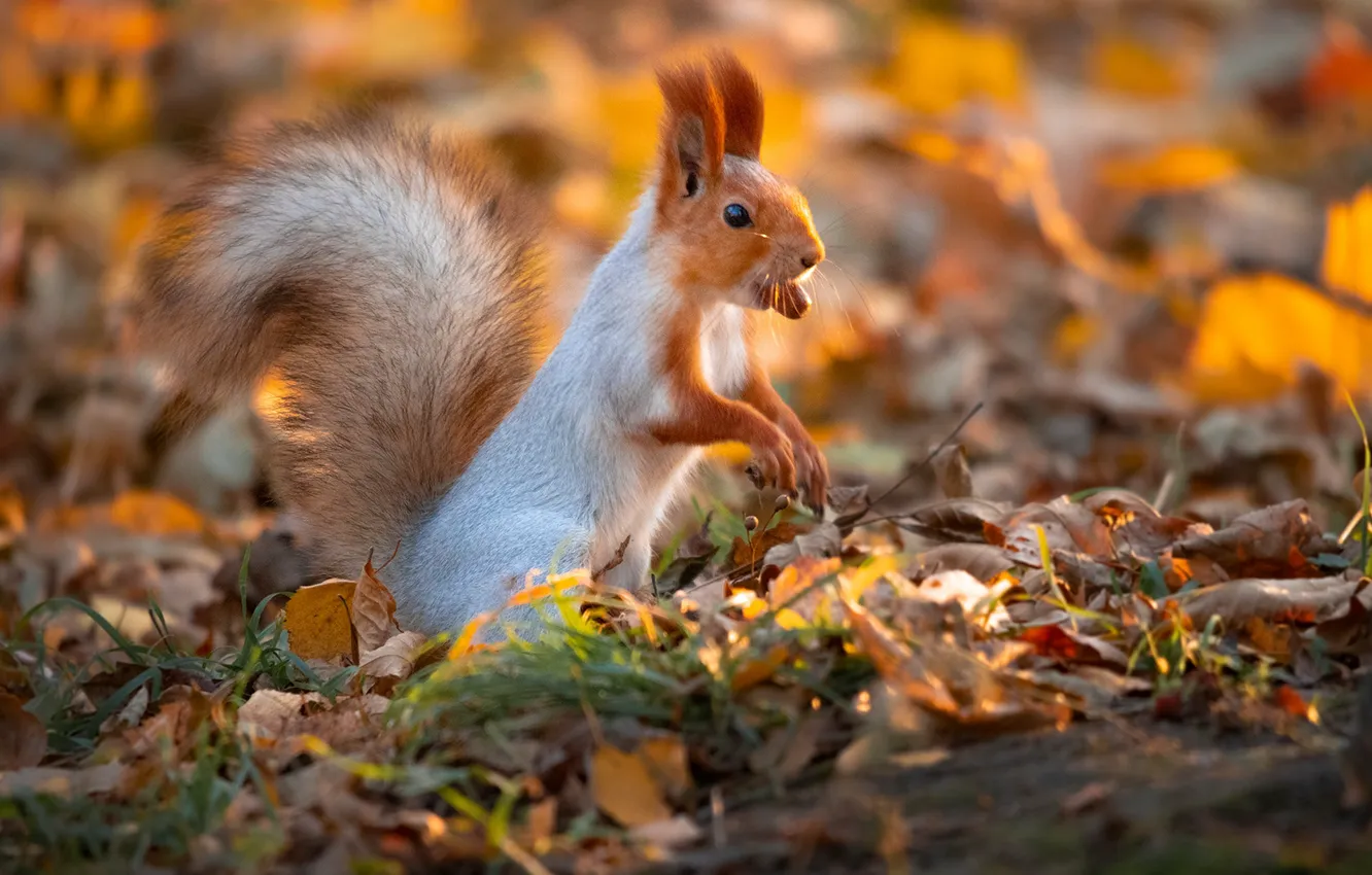 Photo wallpaper autumn, light, foliage, legs, protein, nuts, stand