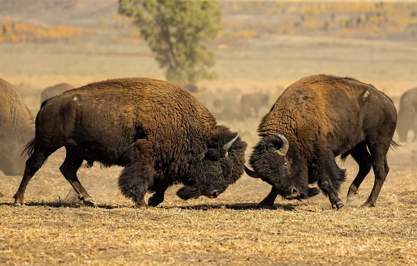 Photo wallpaper nature, battle, horns, Buffalo