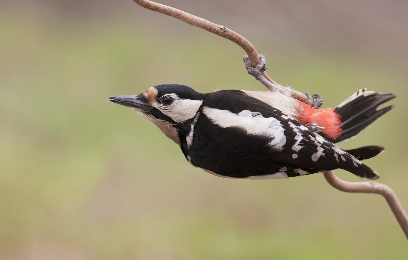 Photo wallpaper branches, background, bird, woodpecker