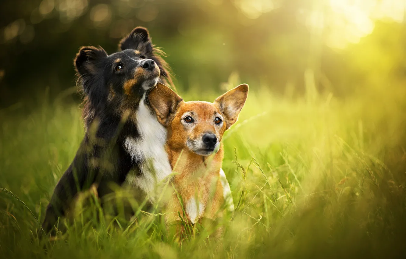 Photo wallpaper summer, grass, bokeh, two dogs
