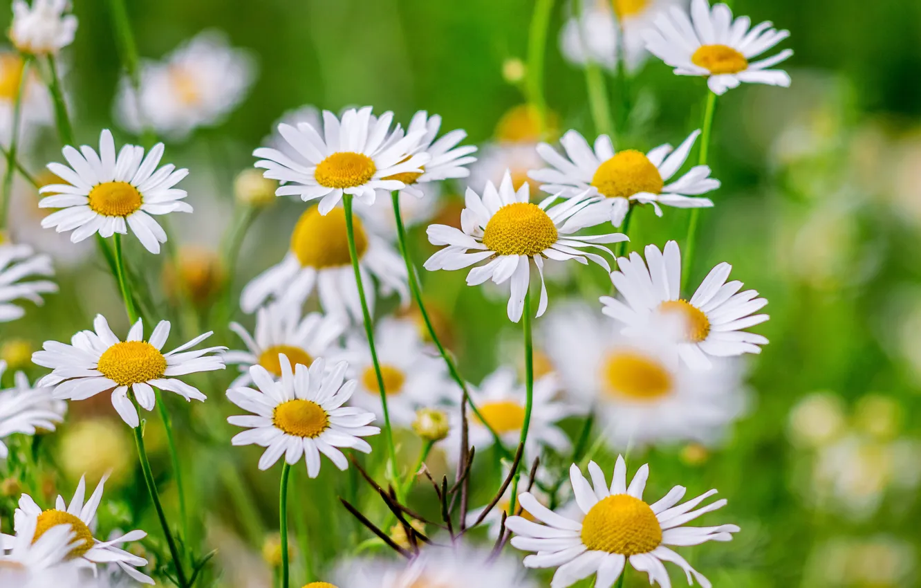 Photo wallpaper flowers, background, chamomile