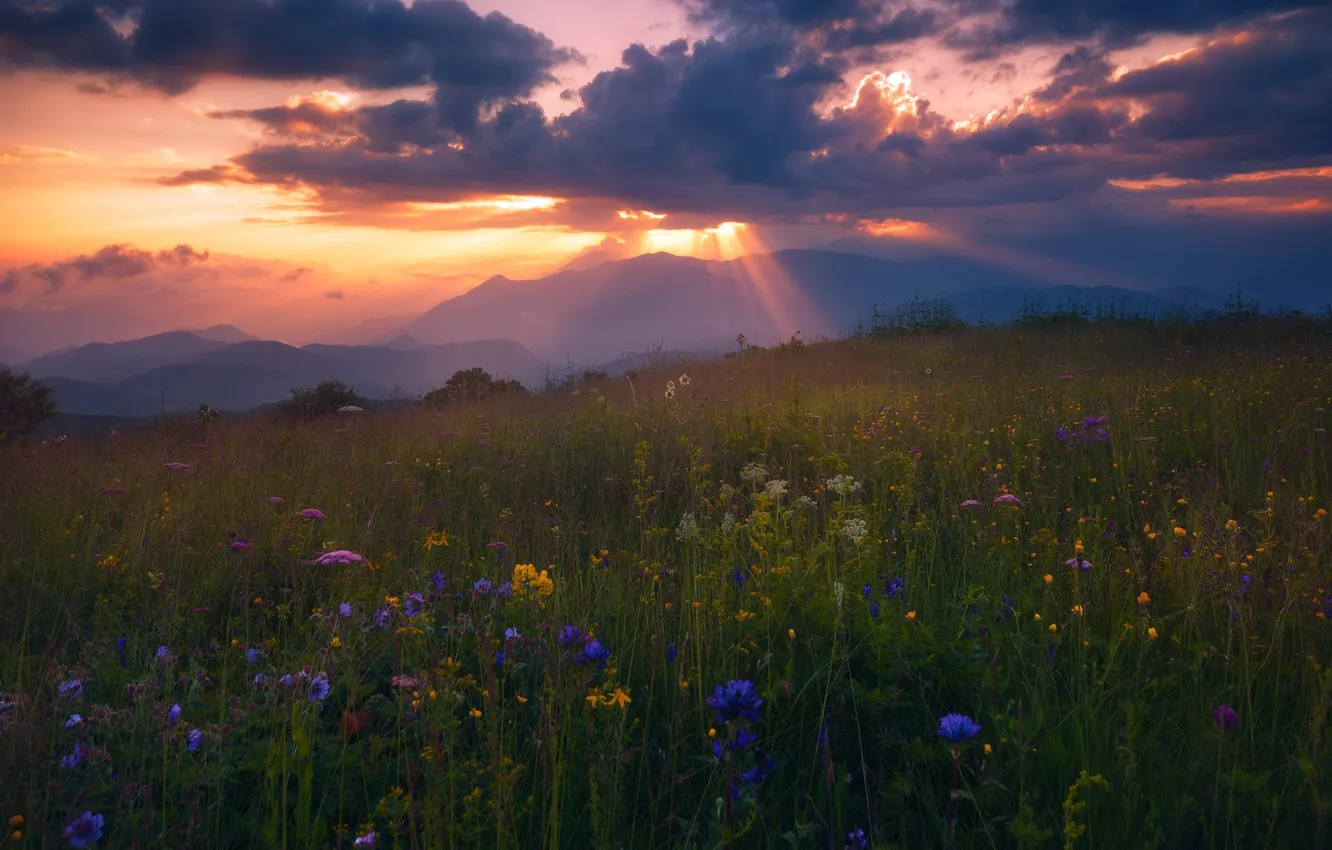 Photo wallpaper summer, the sky, the sun, rays, light, flowers, mountains, meadow