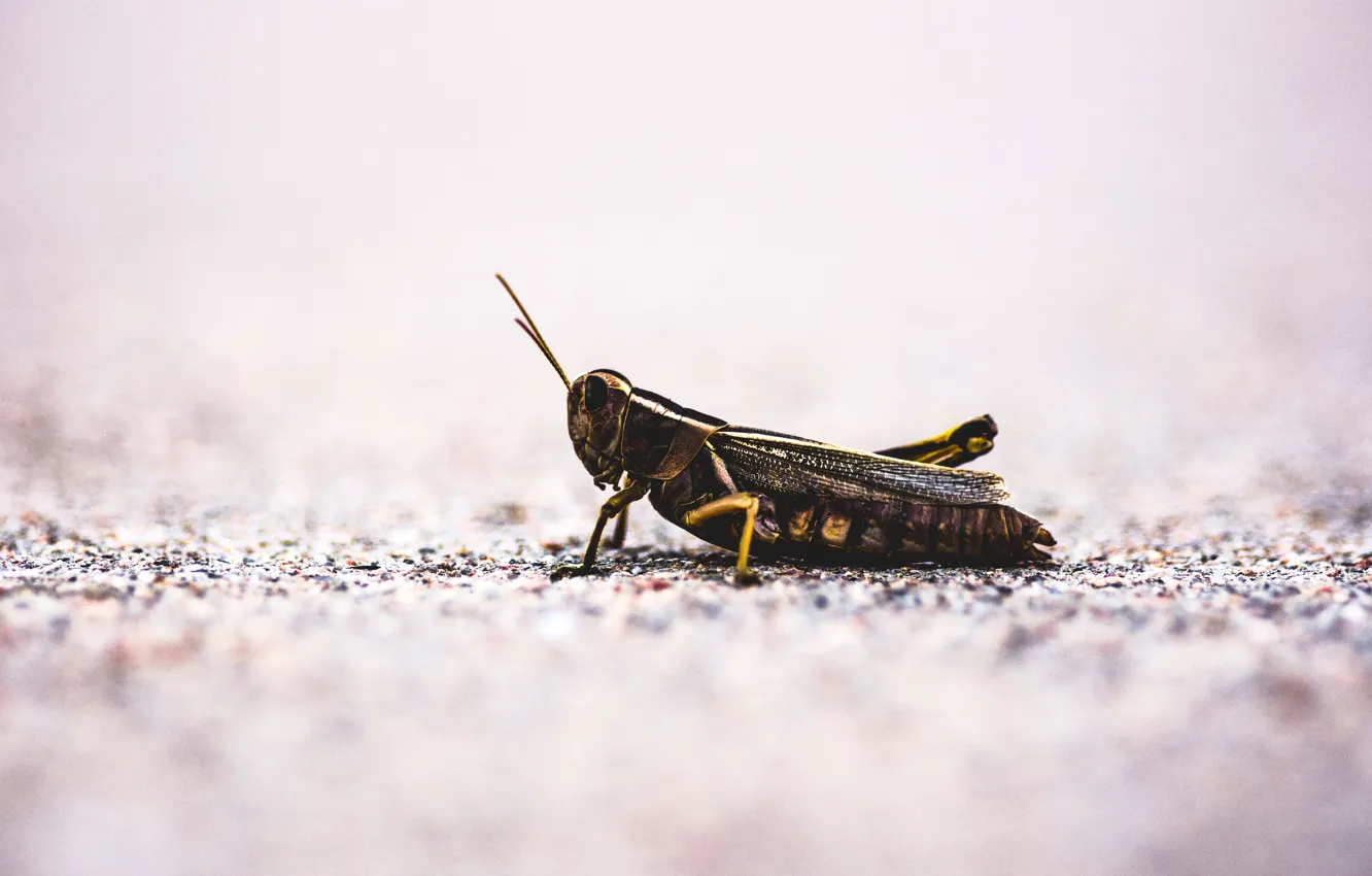 Photo wallpaper insect, ground, grasshopper