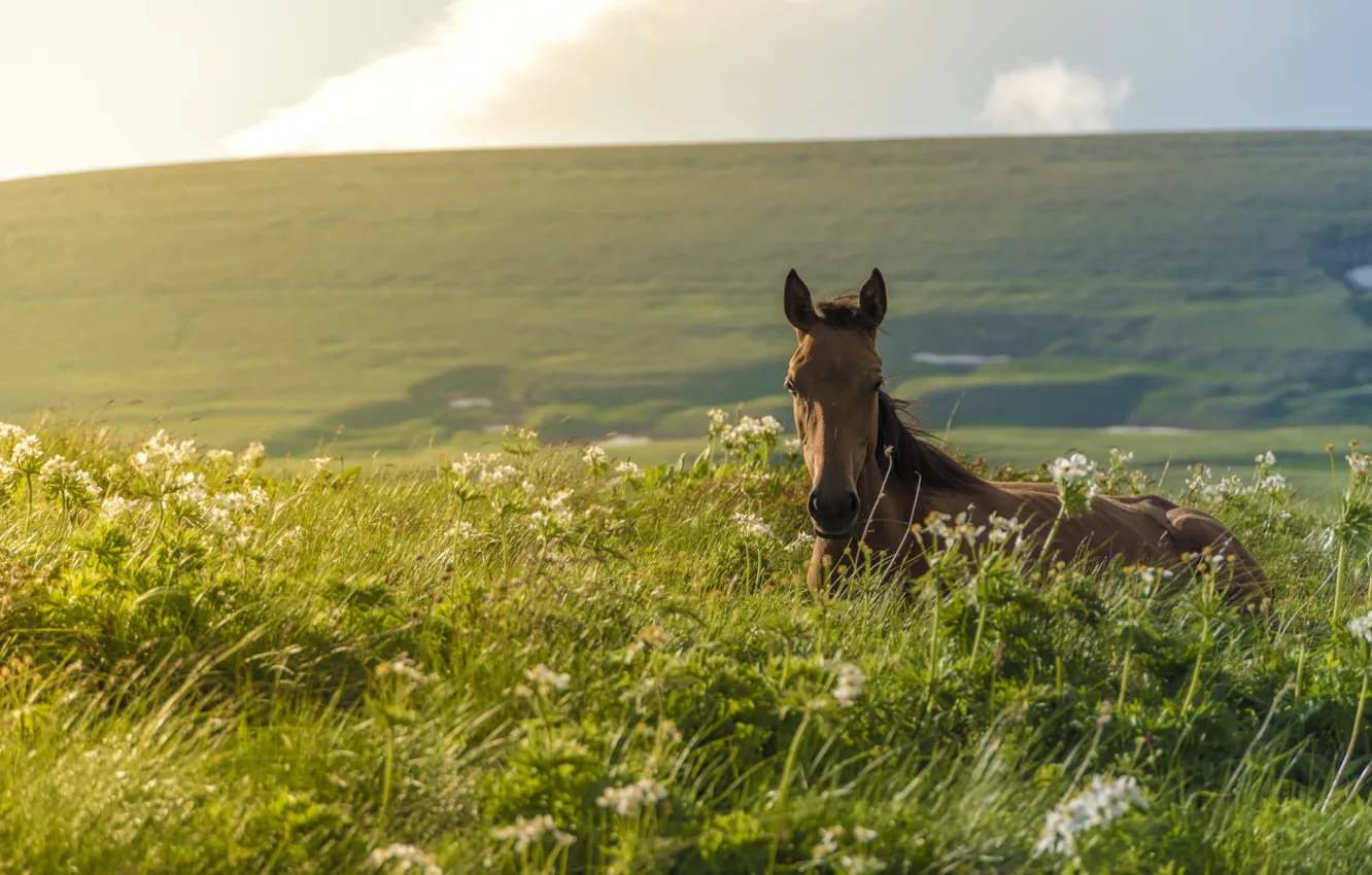 Photo wallpaper grass, horse, meadow, foal