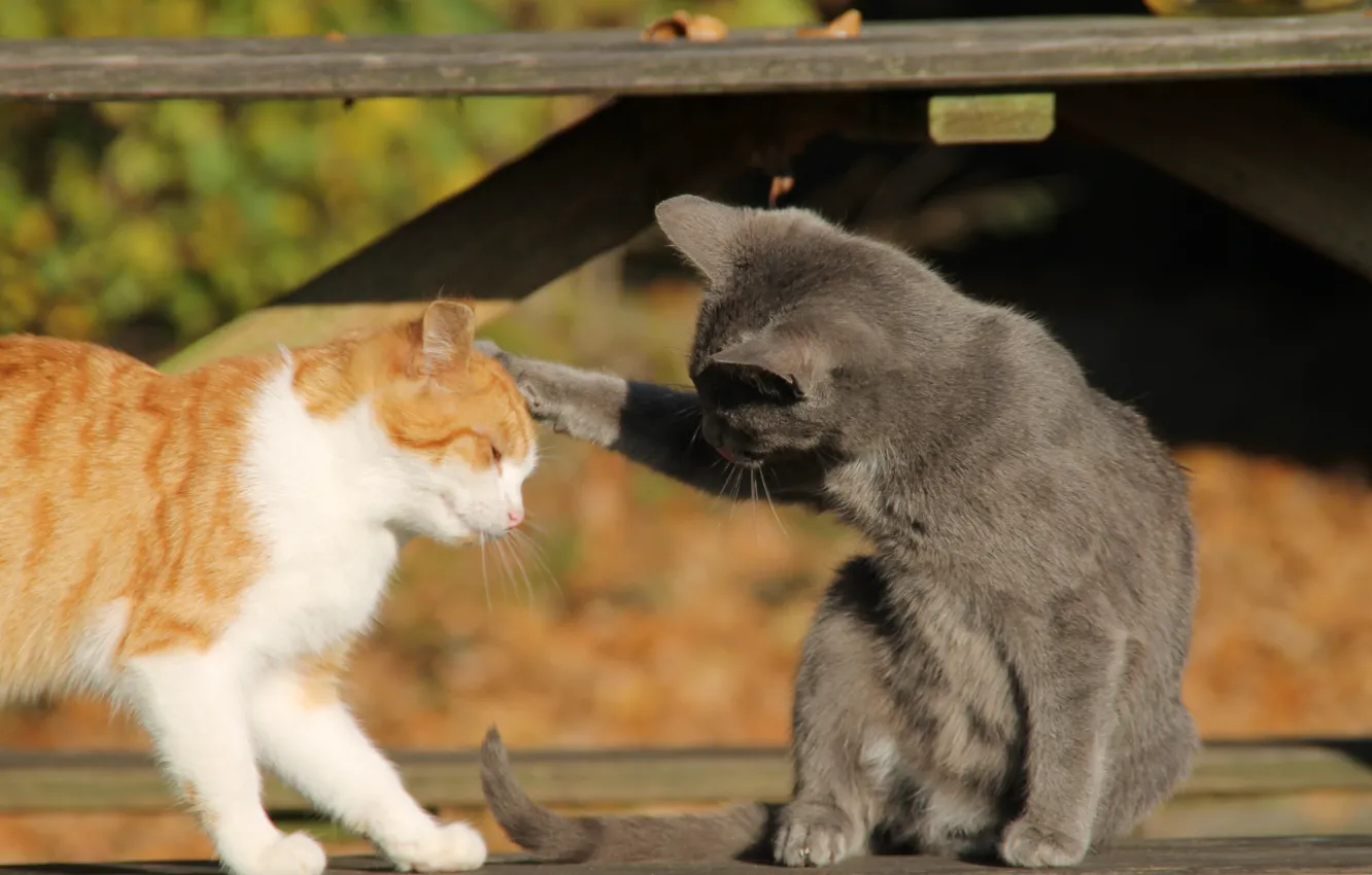 Photo wallpaper cat, cats, red cat