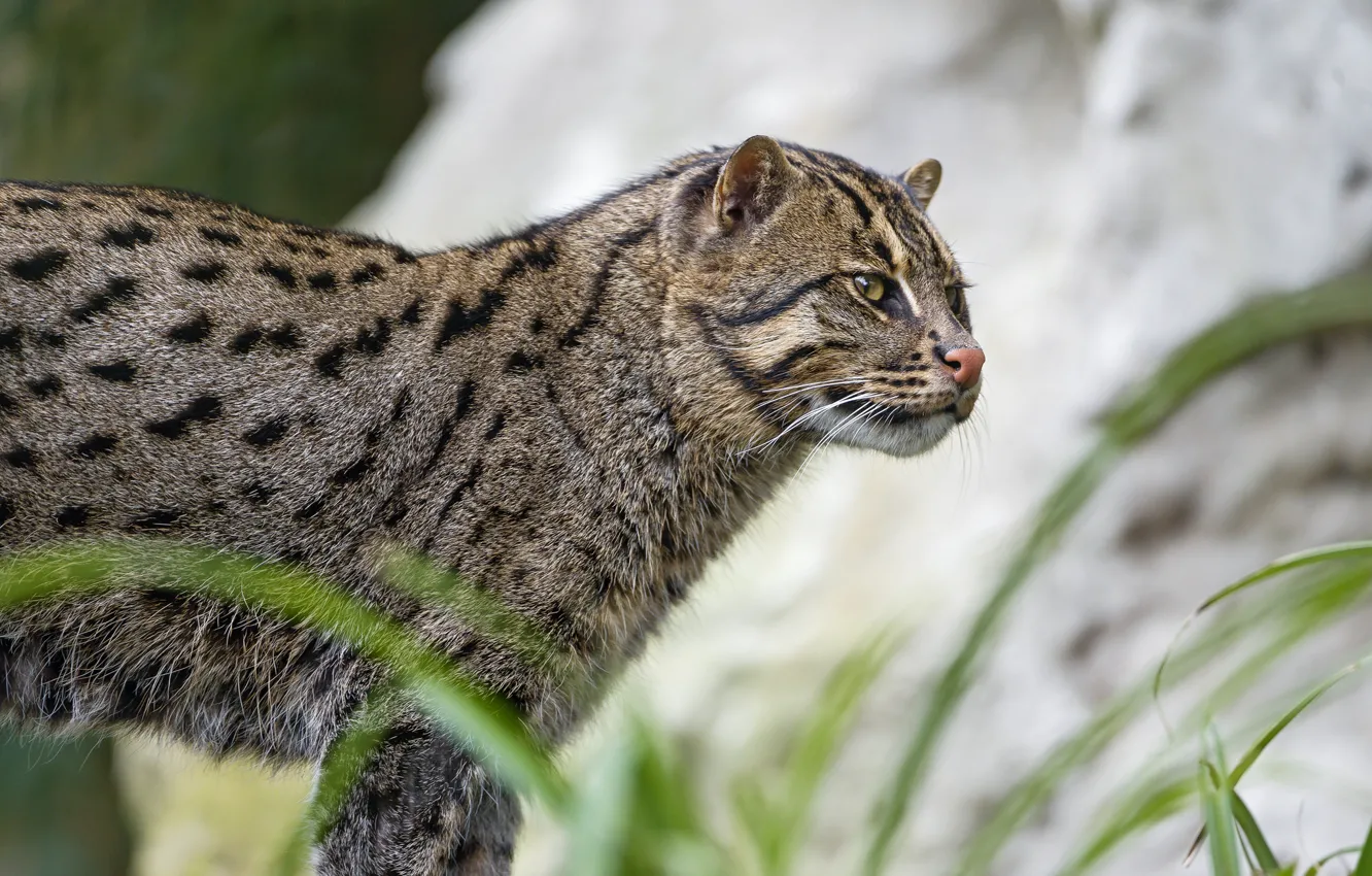 Photo wallpaper cat, cat, ©Tambako The Jaguar, fishing cat, kot Rybolov, angler