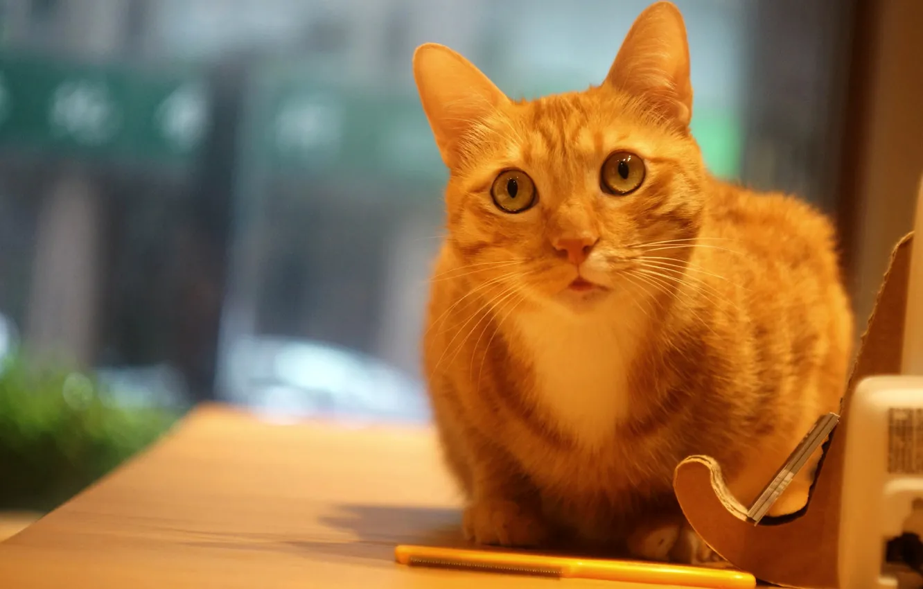 Photo wallpaper cat, eyes, cat, look, table, background, portrait, window