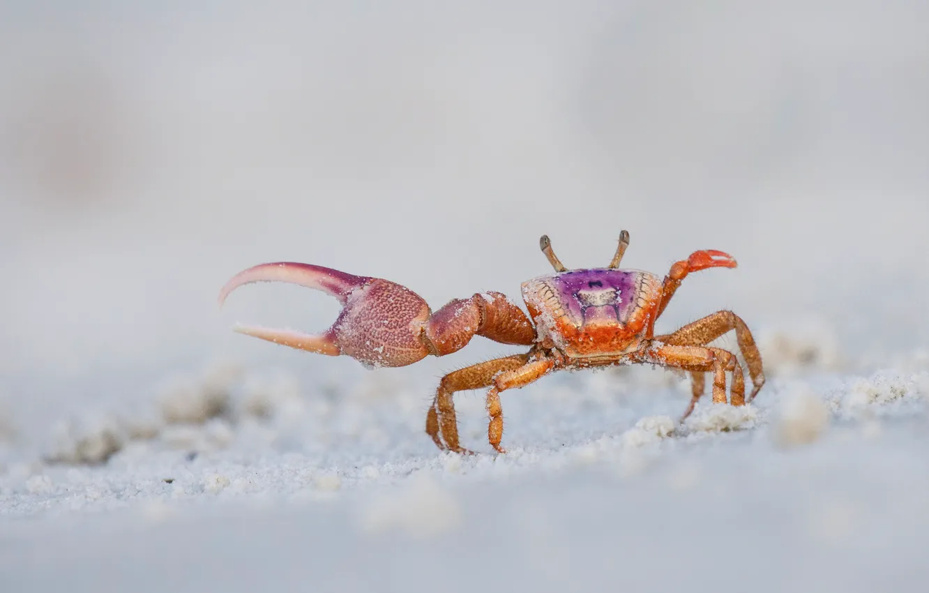 Photo wallpaper sand, pose, background, shore, crab, light, crab, claws