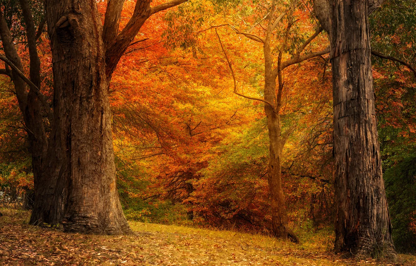 Photo wallpaper autumn, forest, trees, branches, Park, trunks, foliage, the colors of autumn