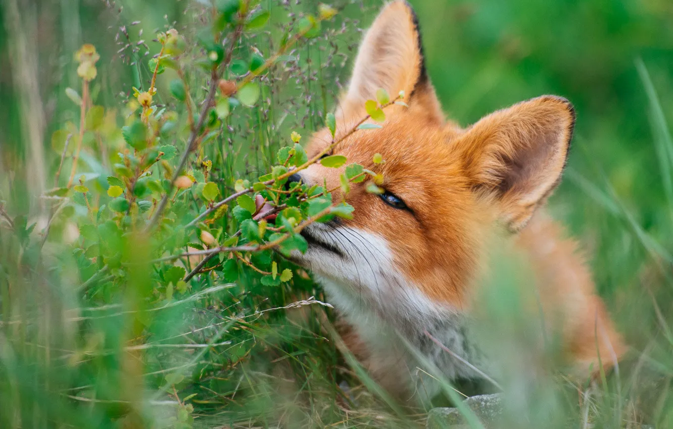 Photo wallpaper greens, summer, grass, face, nature, green, sprig, animal