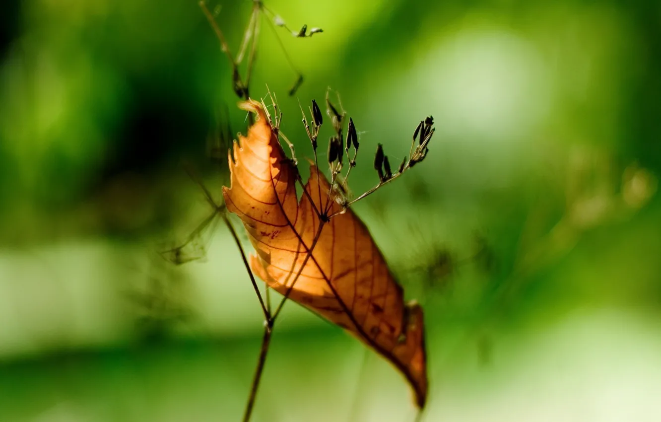 Photo wallpaper greens, leaves, branches