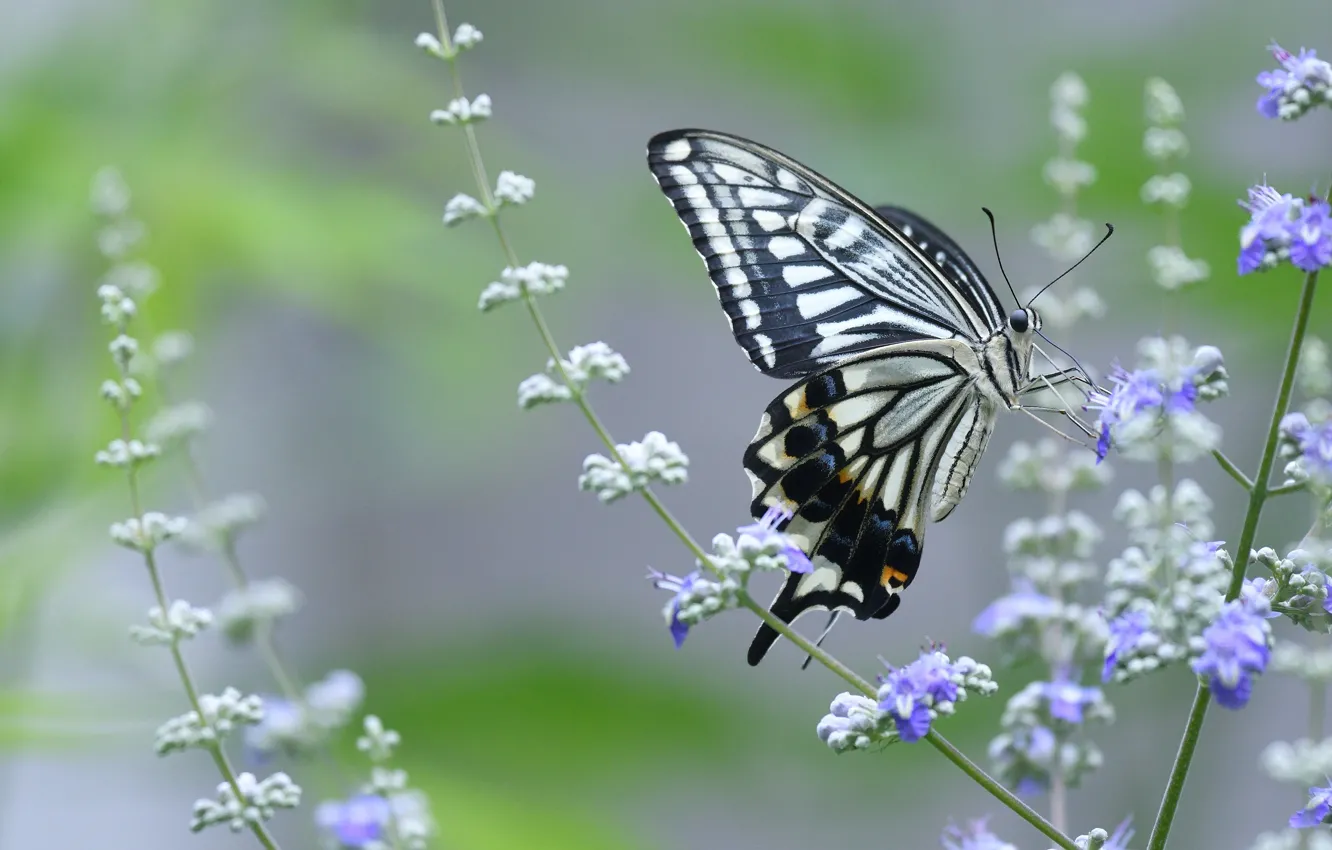 Photo wallpaper macro, flowers, butterfly, lilac, swallowtail