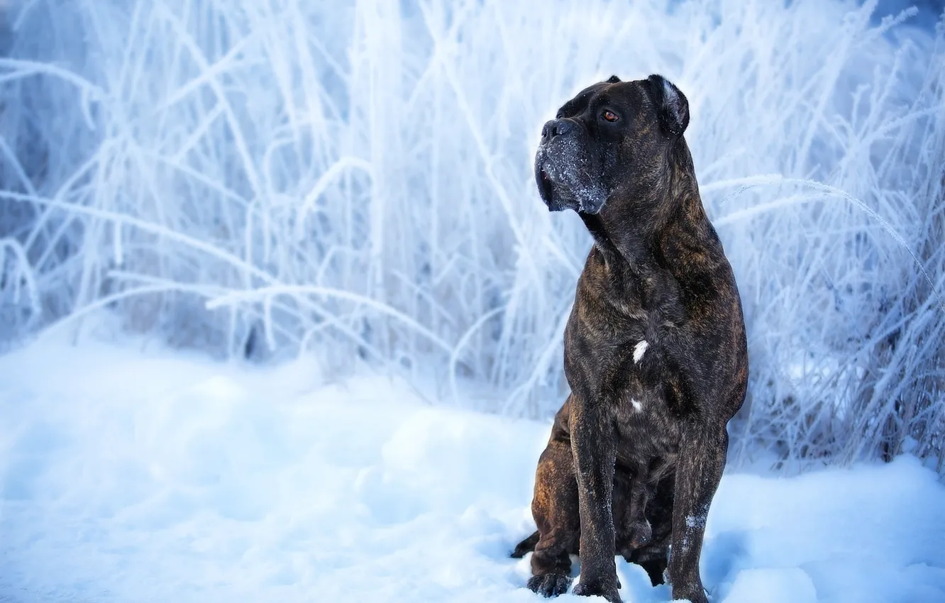 Photo wallpaper winter, snow, dog, Cane Corso, Oksana Syrostan