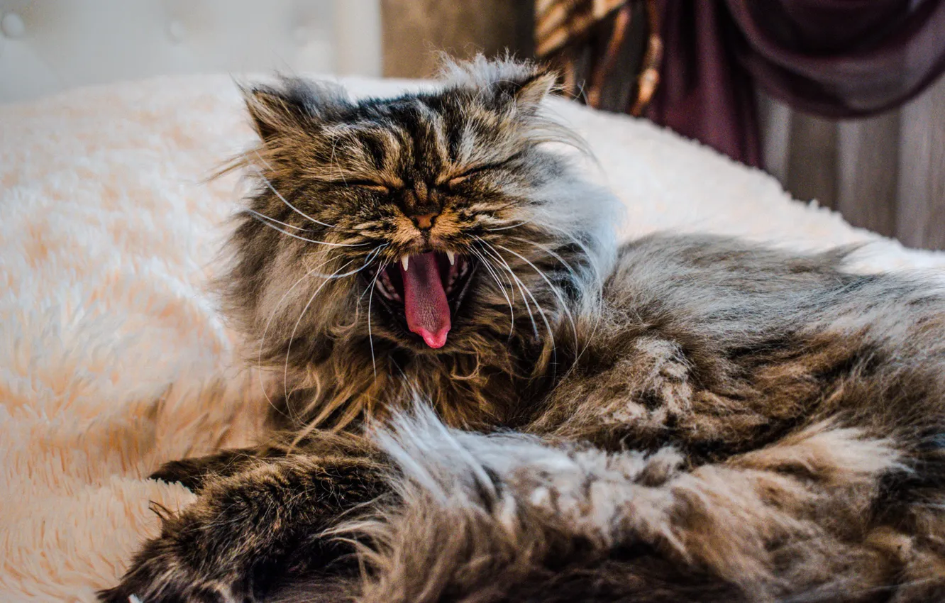 Photo wallpaper cat, mouth, fangs, Persian
