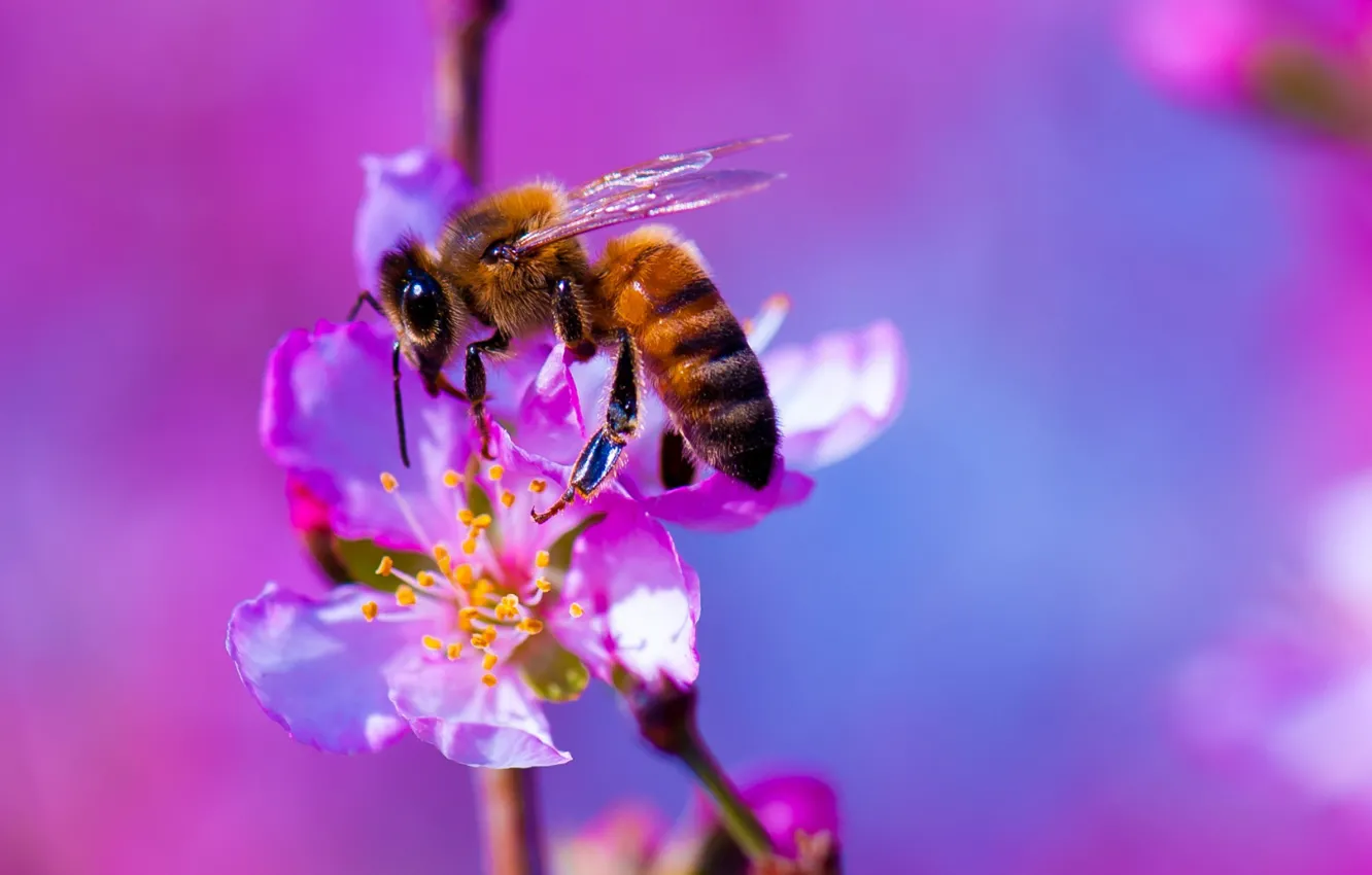 Photo wallpaper nature, bee, insect, plant, flowers