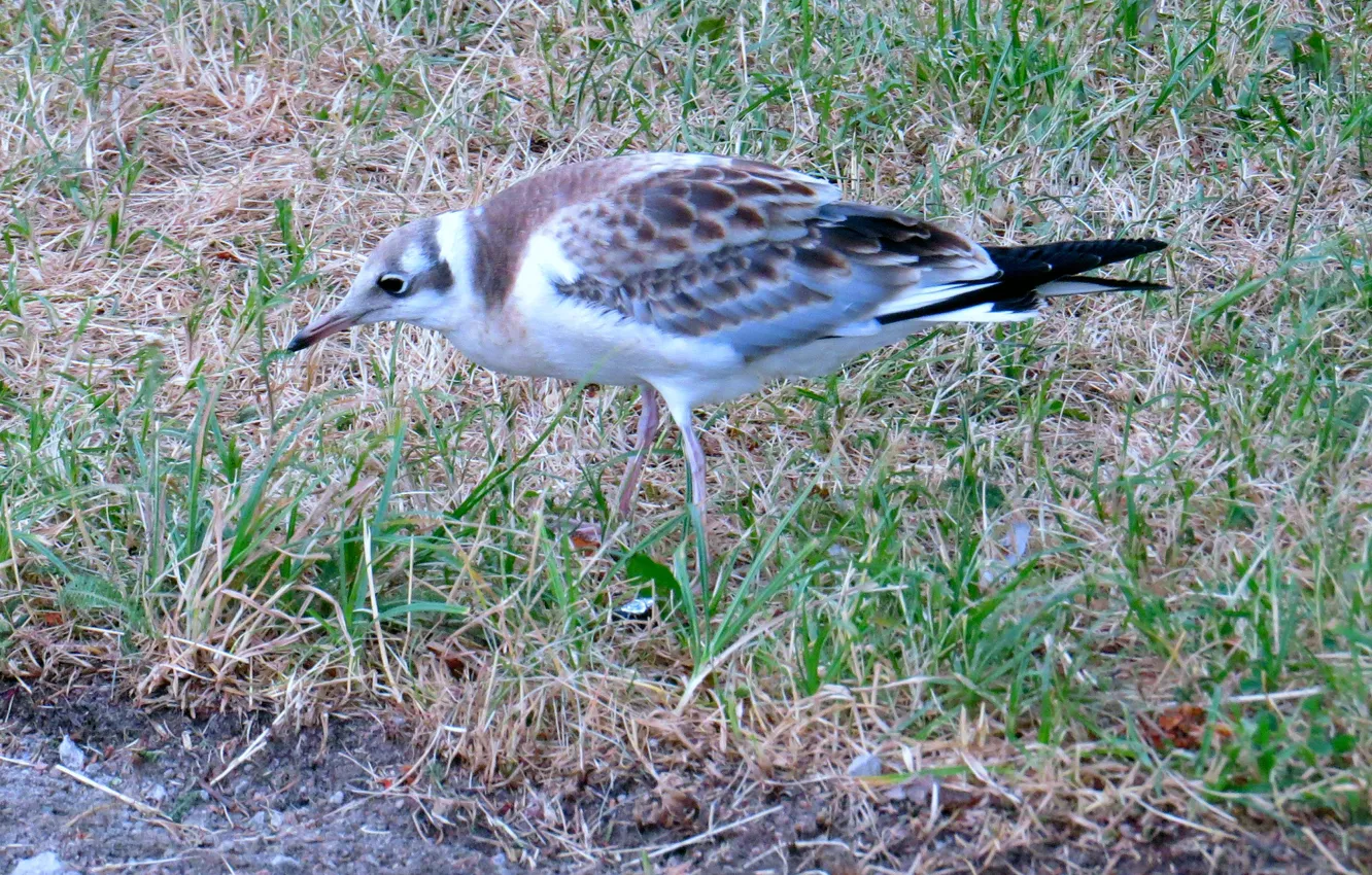 Photo wallpaper seagulls, silver, Chicks