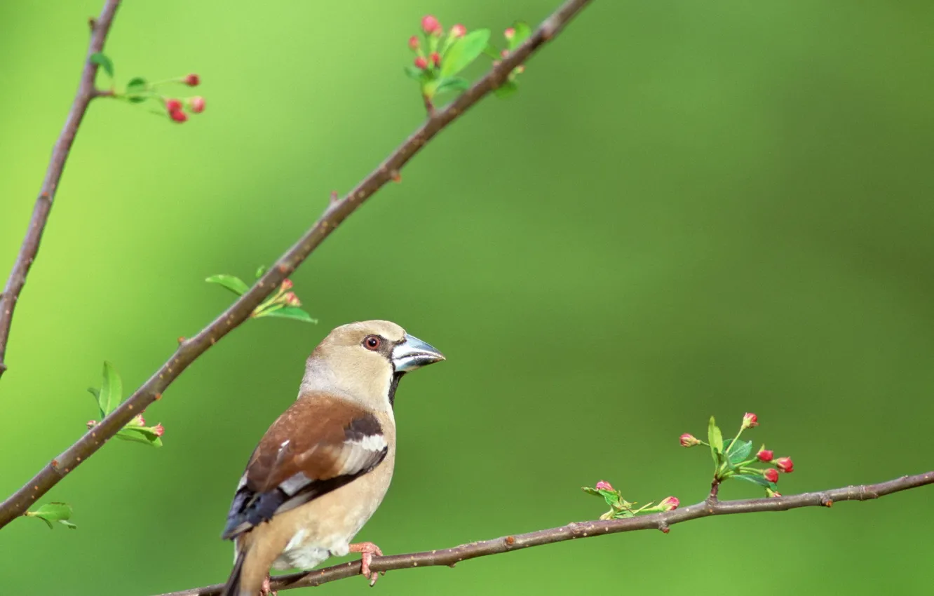 Photo wallpaper branches, bird, beak