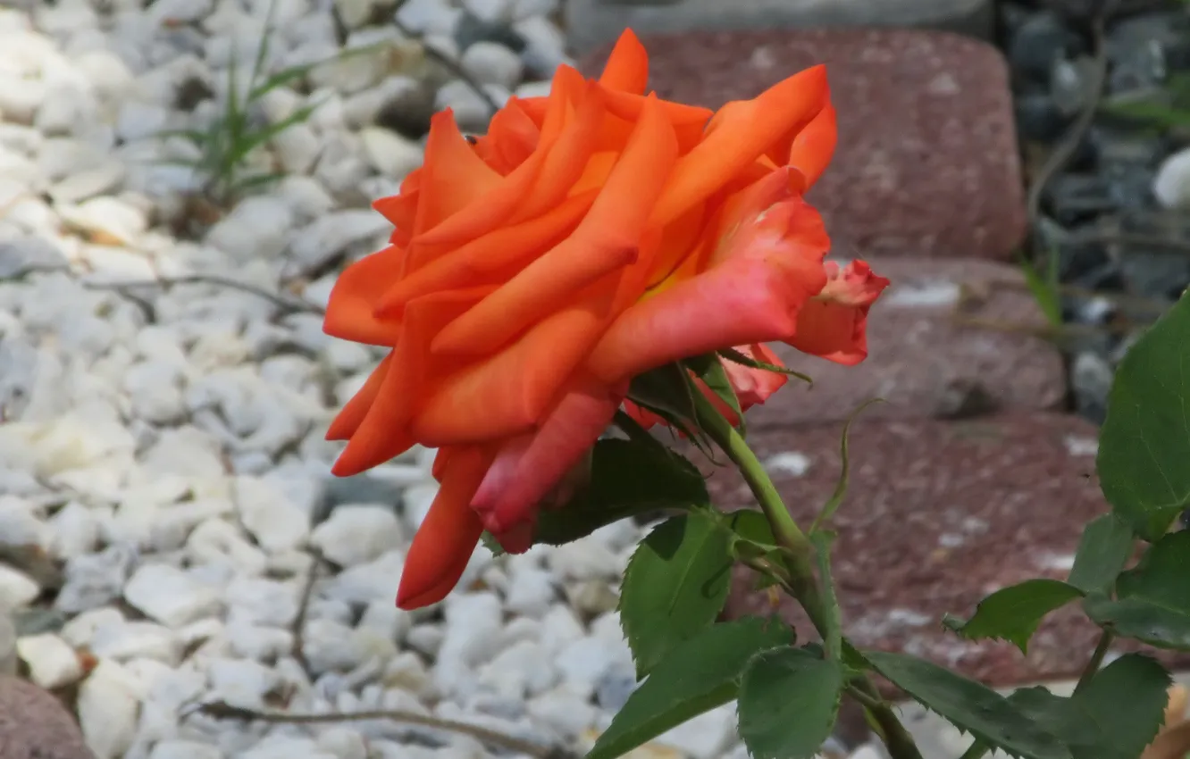 Photo wallpaper Rose, Flower, Orange, Meduzanol ©, Summer 2018