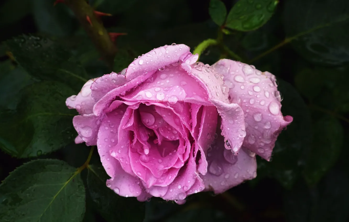 Photo wallpaper leaves, drops, flowers, the dark background, one, roses, petals, garden