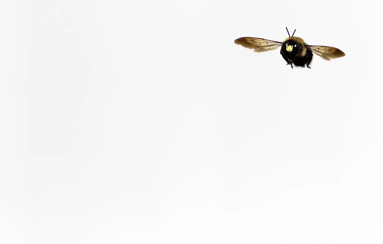 Photo wallpaper nature, background, bumblebee