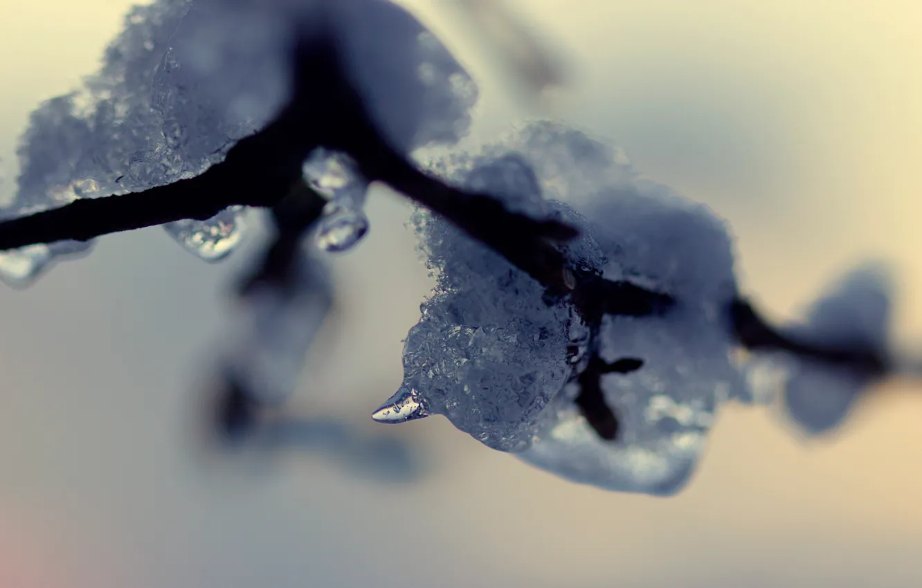 Photo wallpaper ice, snow, branches