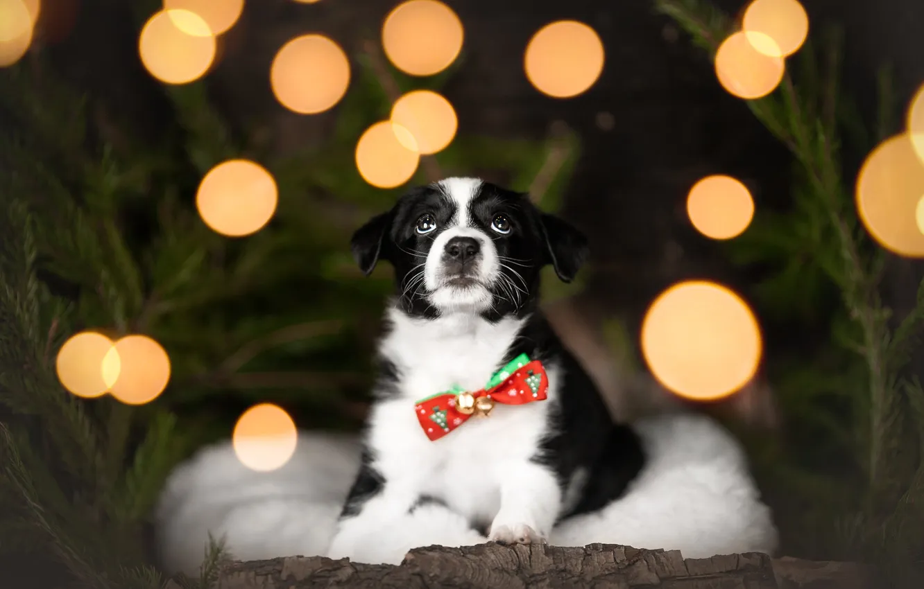 Photo wallpaper look, nature, pose, dog, face